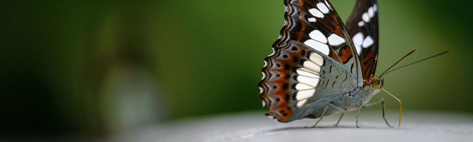 Close up photo of a butterfly in the Kuala Lumpur Butterfly Park.