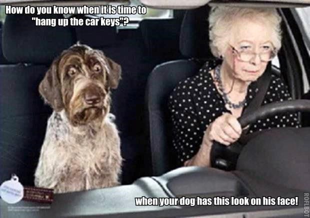 Picture of elderly woman driving a car with her dog in the back seat looking scare.