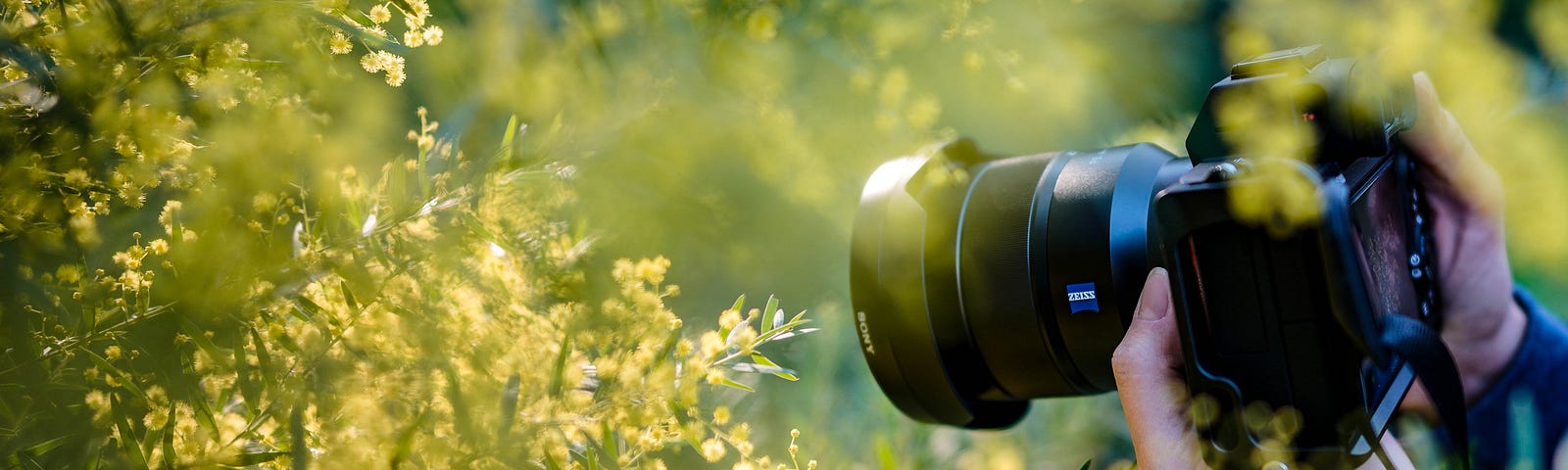 Image of a person holding a camera, photographing flowers