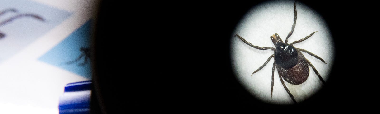 A dead tick lies under a microscope.