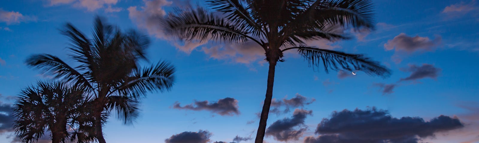 Just before the sun rises, vibrant colors fill the sky over the ocean behind swaying palm trees.