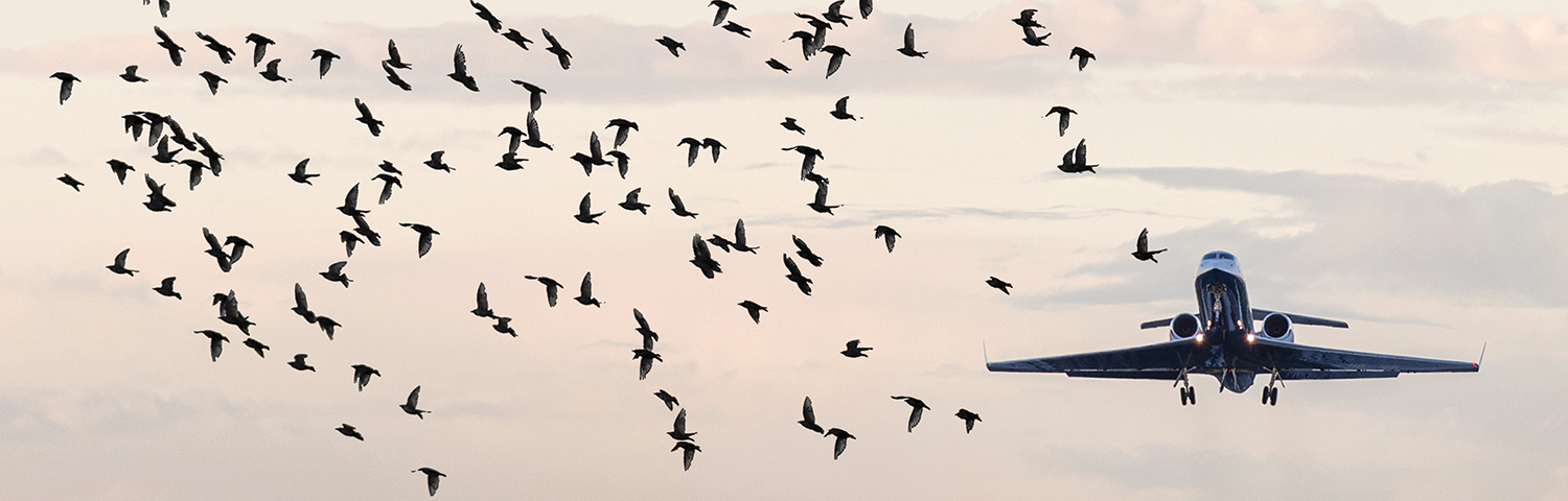 Photo of a flock of birds and an airplane.