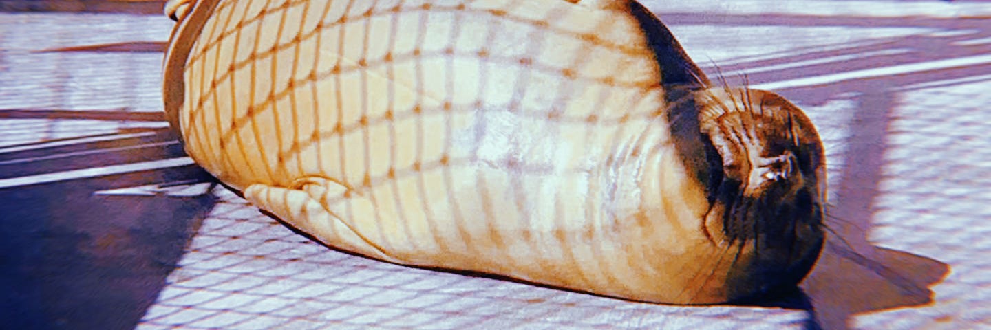 A chubby sea lion lying on its side in the sun on some concrete in front of a chain link fence.