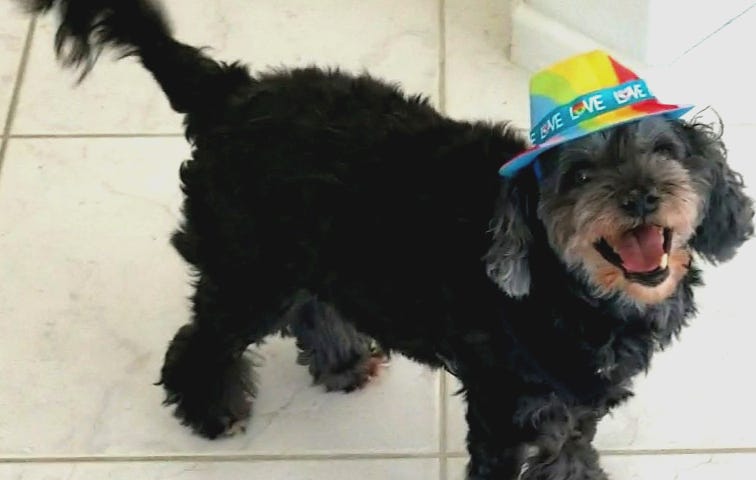 A picture of my dog, a little black Cockapoo wearing a rainbow hat.