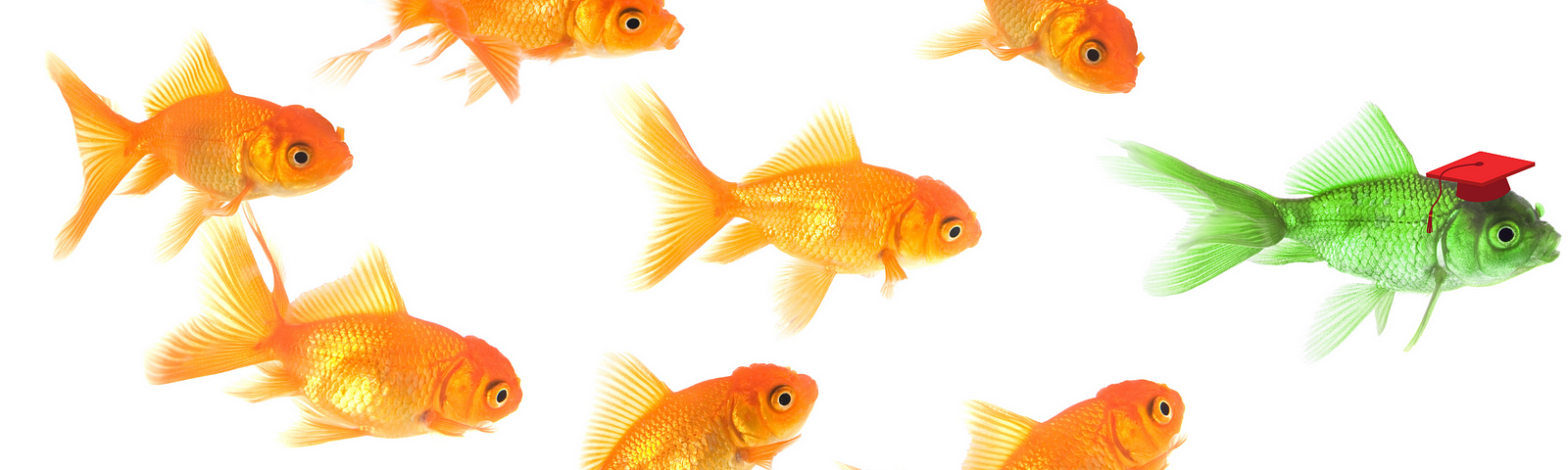 Ten goldfish following a green fish on a transparent background