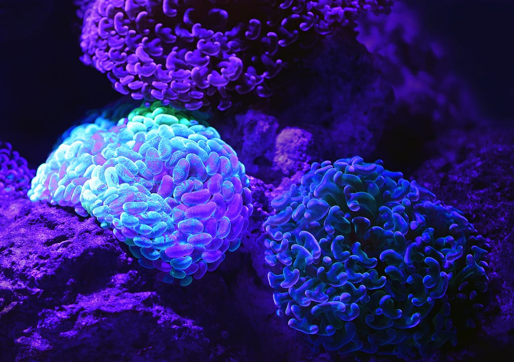 coral deep learning