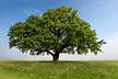 Making an Oak Tree