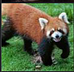 Quality Red Panda