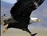Fish and Wildlife Service News