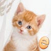 Jigsaw Wonder Kittens Puzzles for Kids (AppStore Link) 