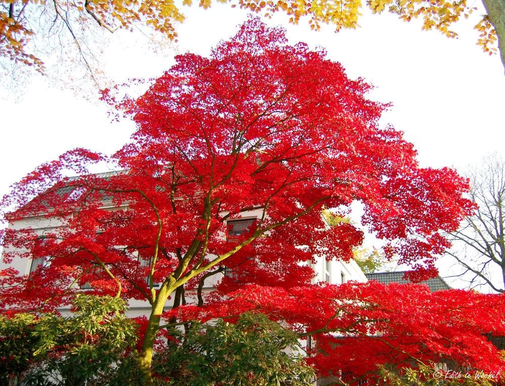 Repair techniques for Japanese Maple