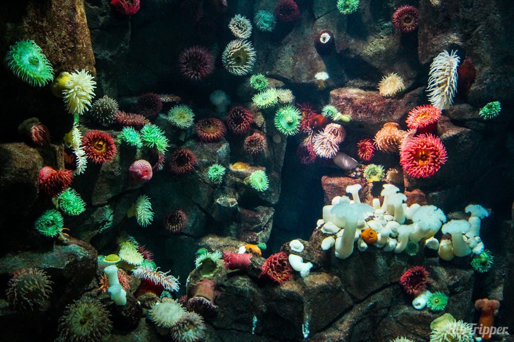 Sea anemones at the Ripley's Aquarium of Canada
