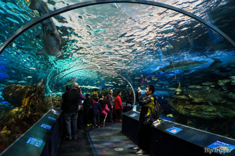 Dangerous Lagoon at the Ripley's Aquarium of Canada