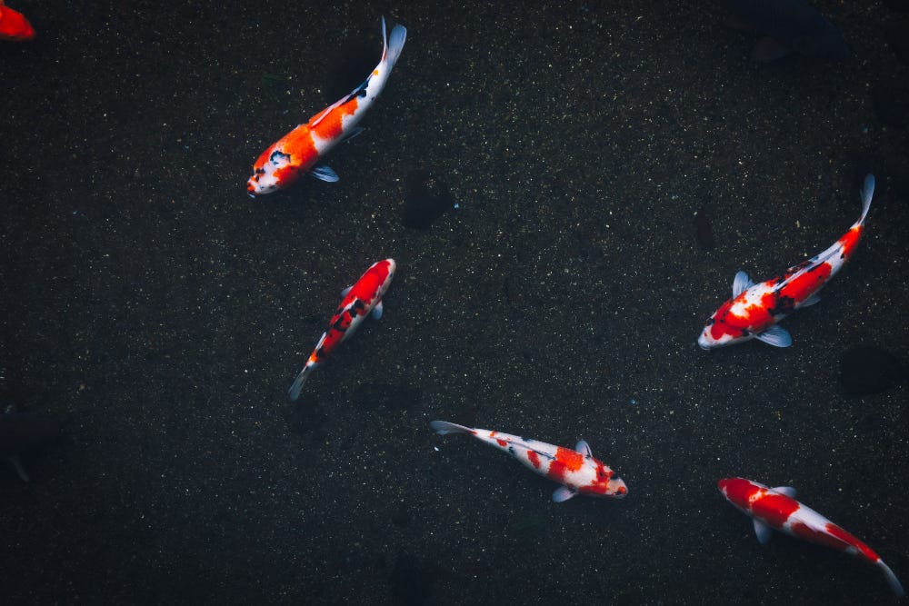 A koi Pond in Zen Garden