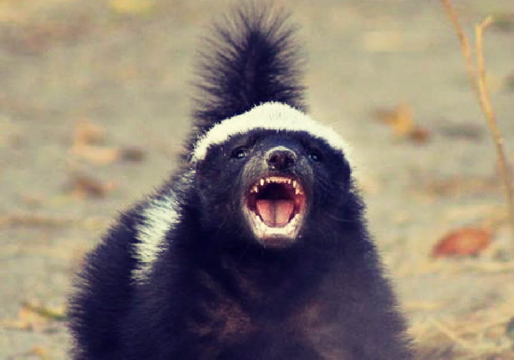 FOTO HONEY BADGER OU CARCAJU MOSTRANDO OS DENTES