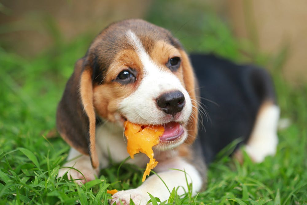 Can Dogs Eat Mango? - 7 Amazing Facts