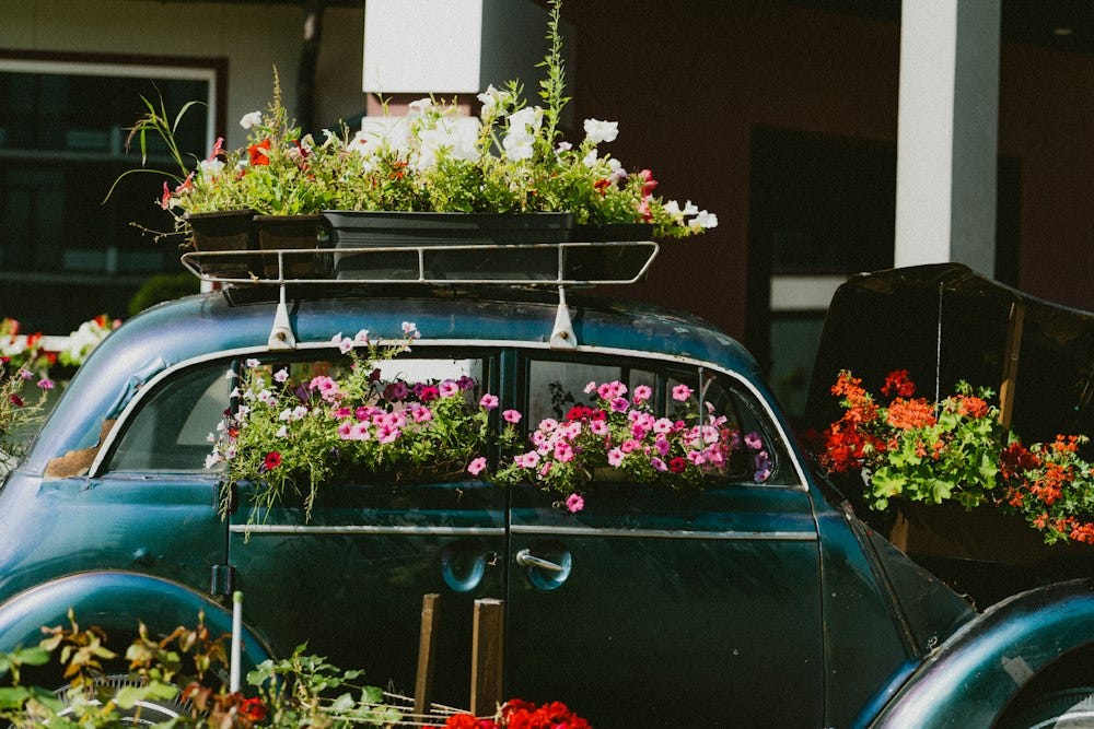Old car festooned with flowers growing out of planters.