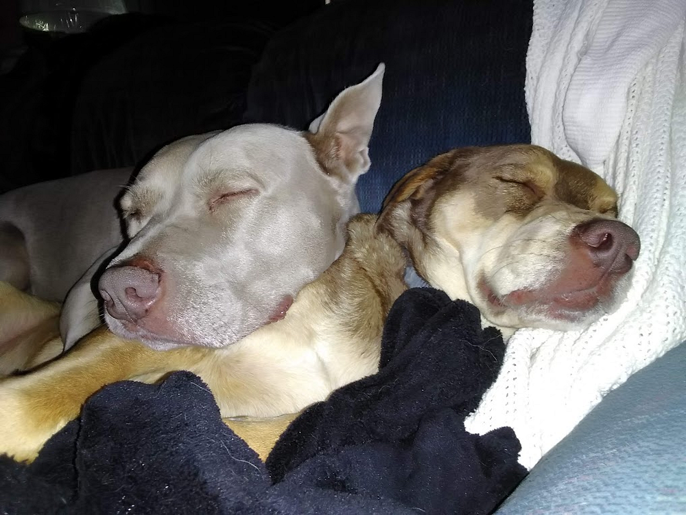 Dogs sleeping