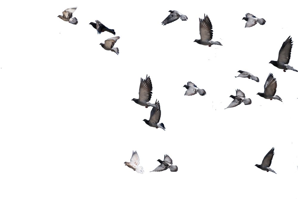 flying birds formation