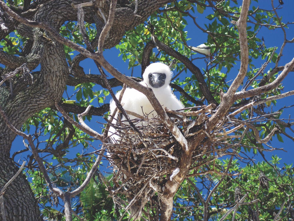 Bird_Nest_0691.jpg