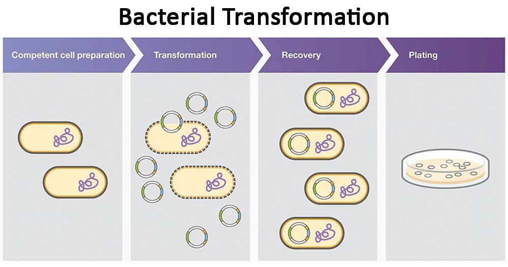 Process of bacteria transformation