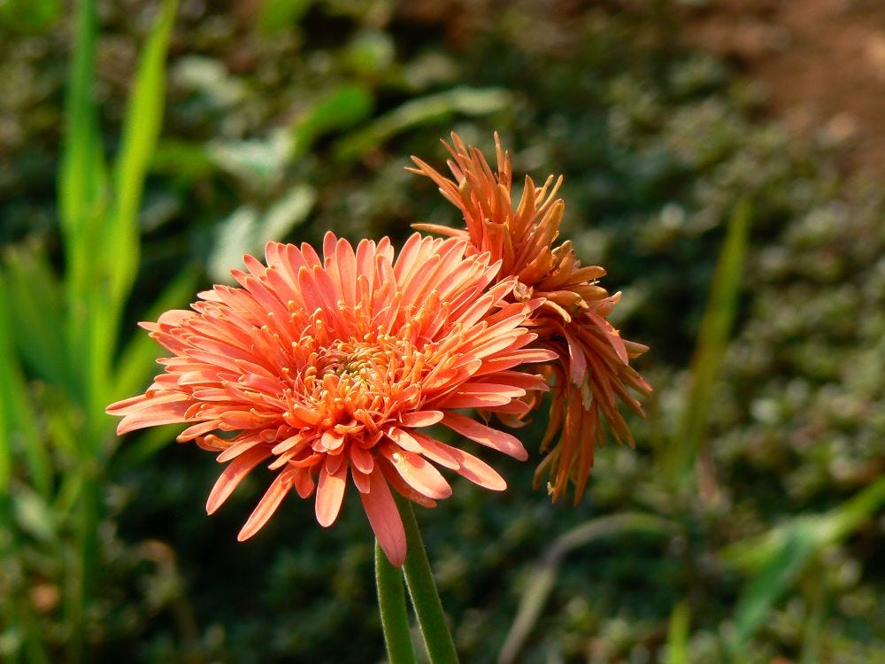 Barberton daisy