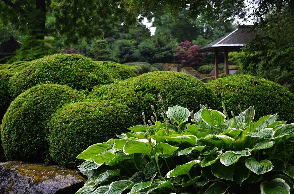 Japanese Zen Garden Plants