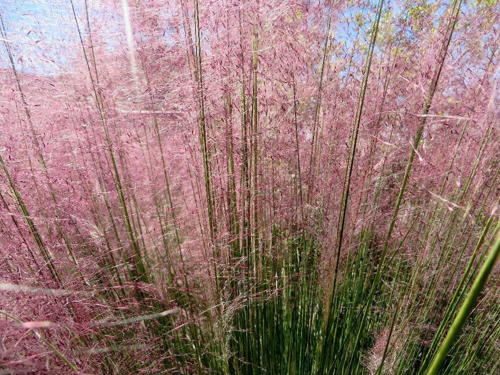 Muhly grass