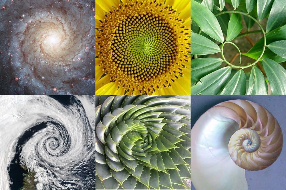 Six pictures of natural elements that have Golden-ratio formations. A galaxy, a sunflower, a plant, a top-view of a hurricane, a succulent plant, and a snail shell.