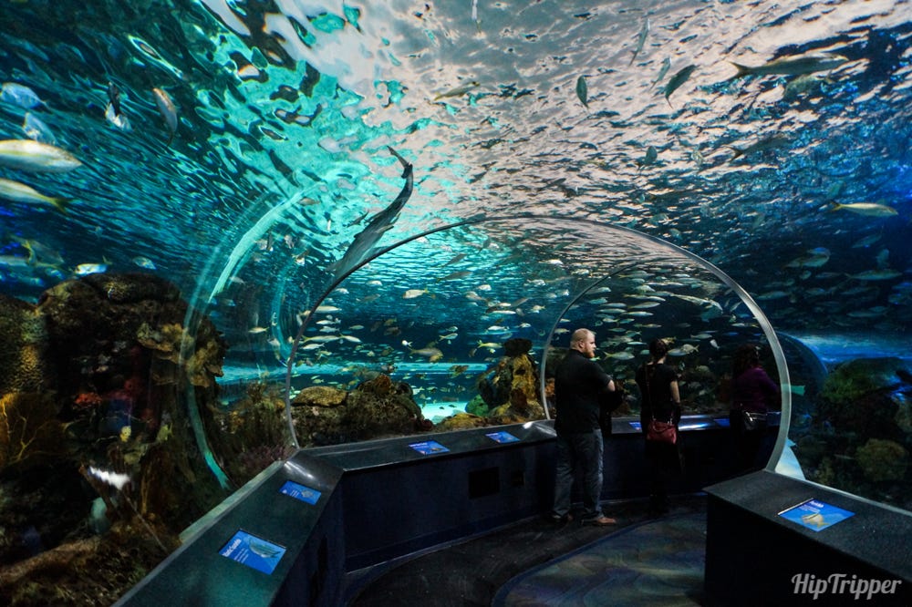 Dangerous Lagoon at the Ripley's Aquarium of Canada