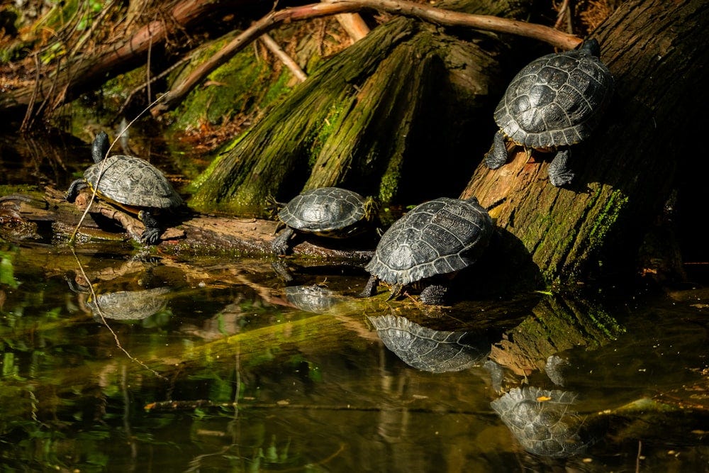 De Loops para Streams: Modernizando o Código Java