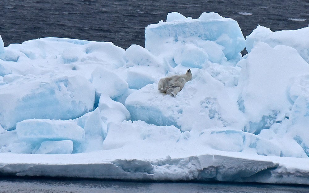 Polar Bear Northwest Passage