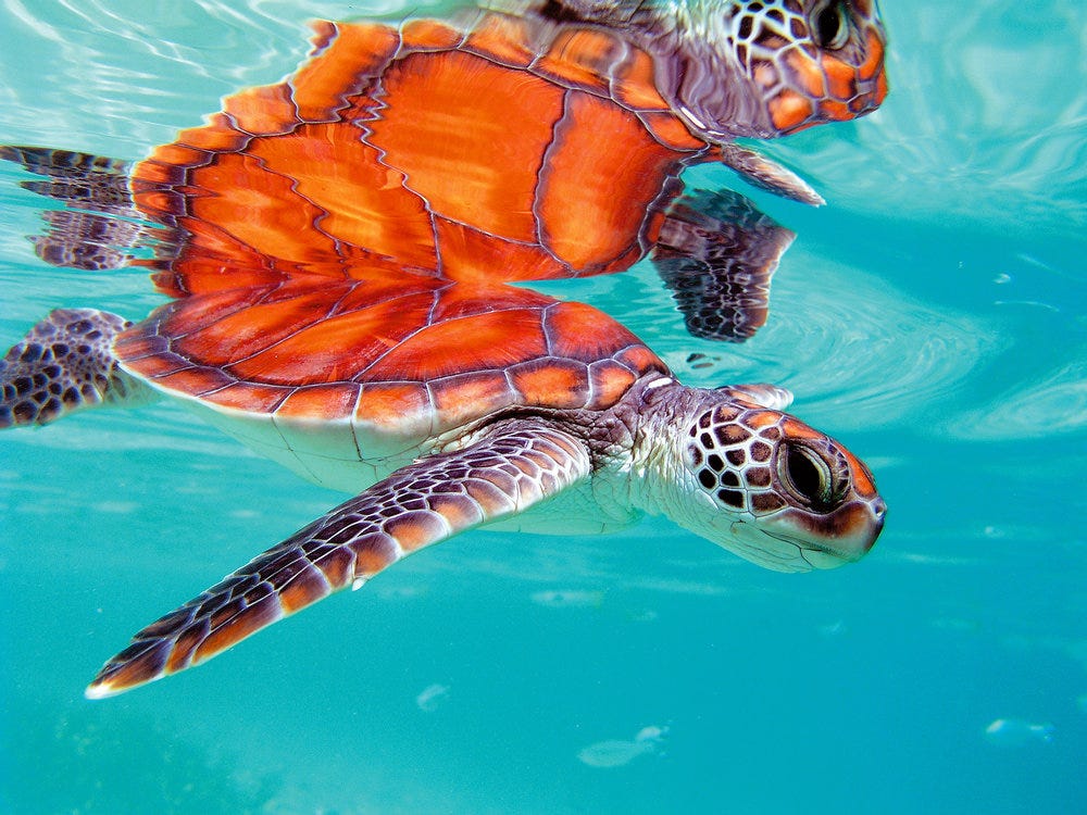  Sea Turtle 