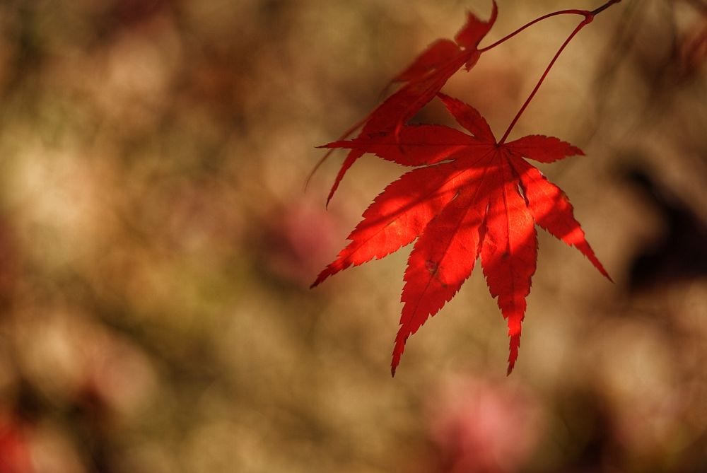 Red Maple