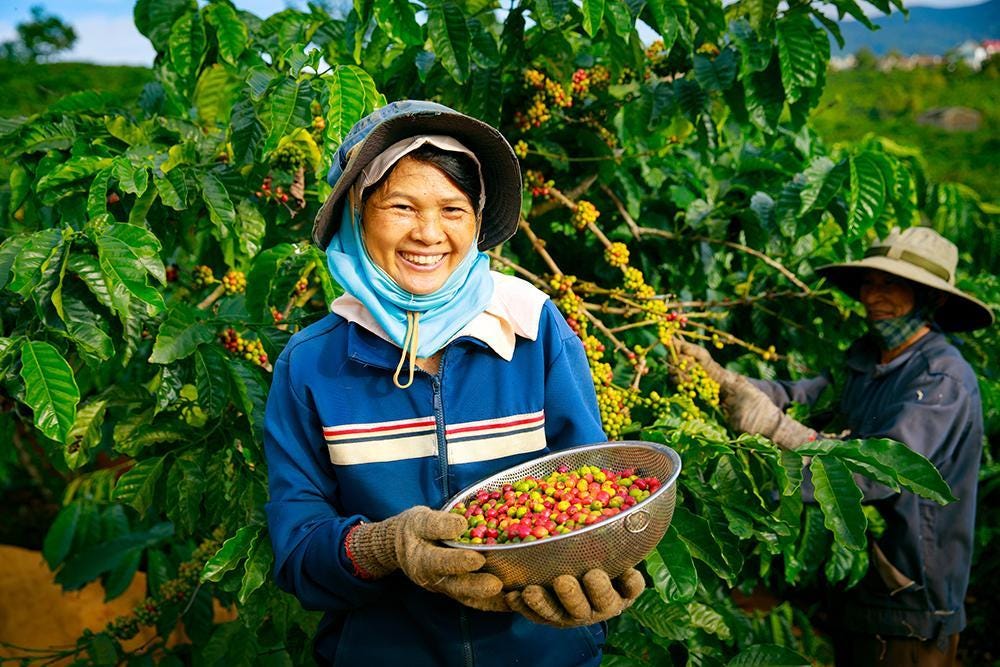 A woman holds a bowl of coffee beans she just harvested.