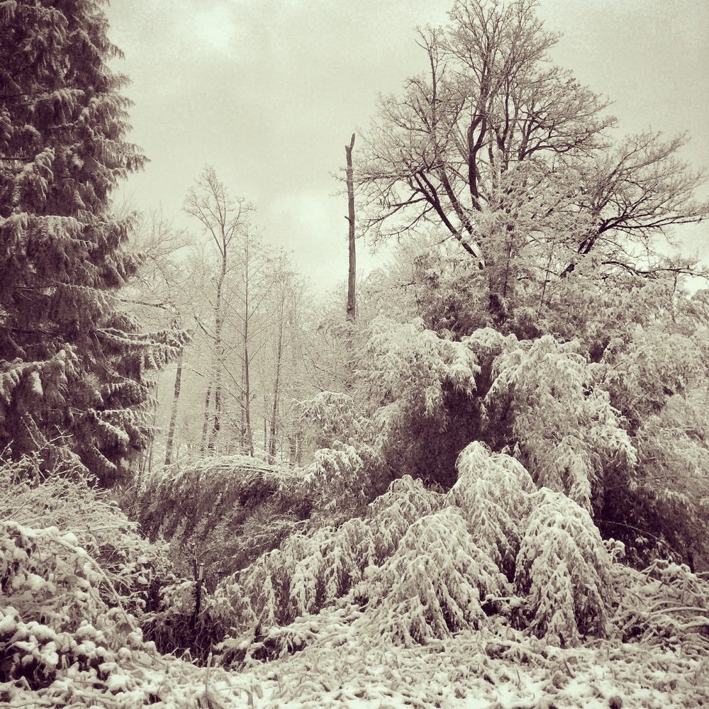 Bambu envergado pela neve.