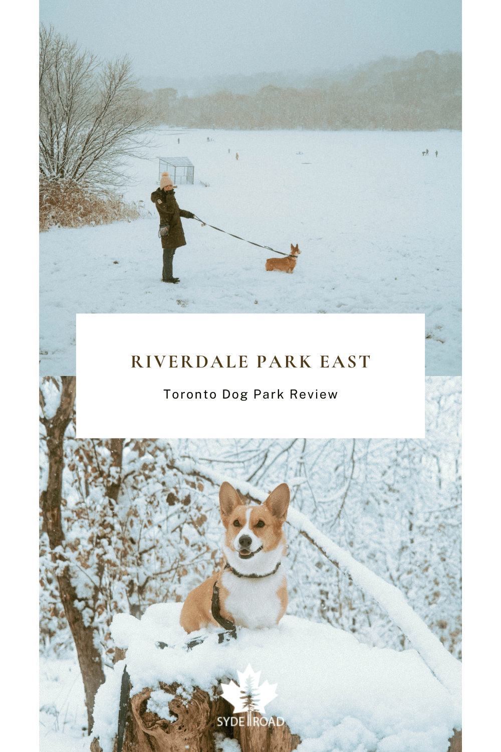 Top: Maria and Limone from SYDE Road heading towards the Off-Leash area of Riverdale Park East Bottom: Limone from SYDE Road sitting on stump at Riverdale Park East's Recreational Trail - Pinterest Pin background