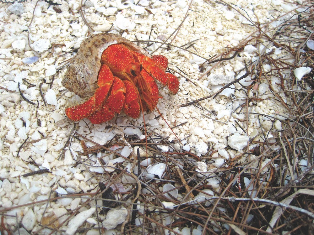 Crab2_0455.jpg