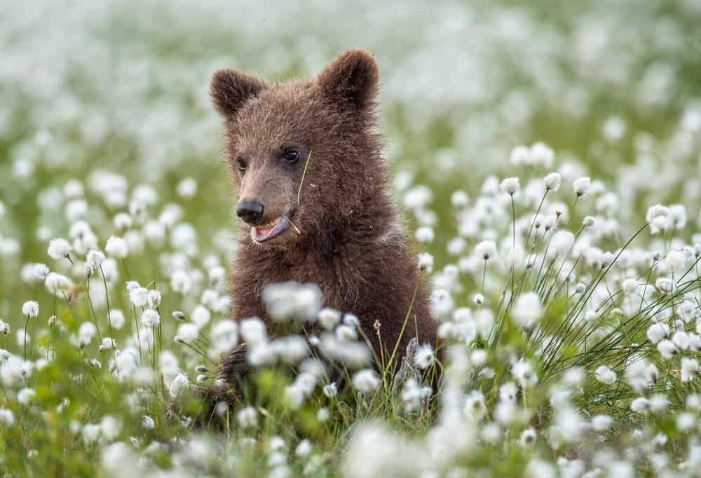 Grizzly bear cubs