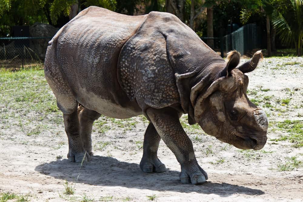 Javan rhino