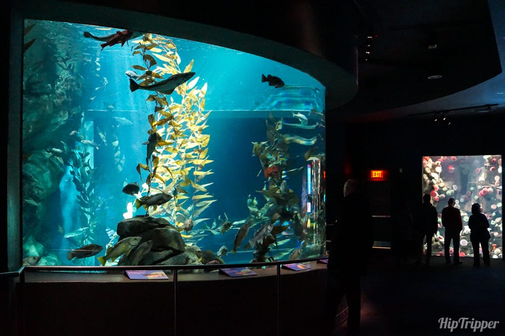 Fish tank at the Ripley's Aquarium of Canada
