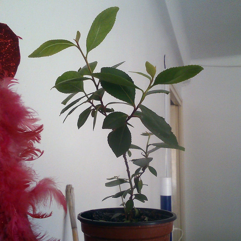 A roughly year-old Sida cordifolia, grown indoors by Arkham’s Botanical