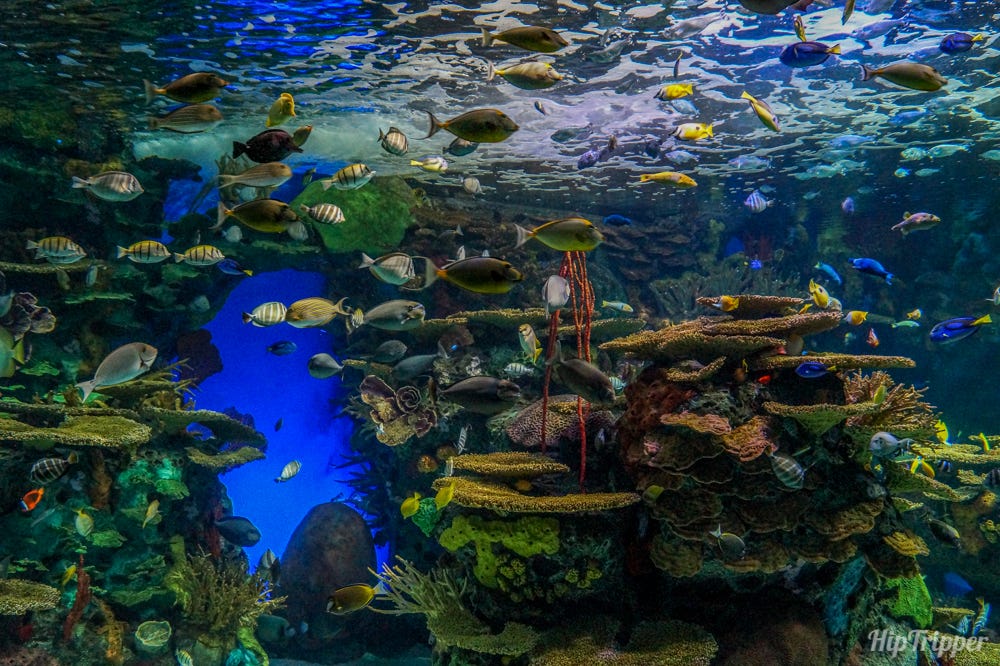 Rainbow Reef at the Ripley's Aquarium of Canada