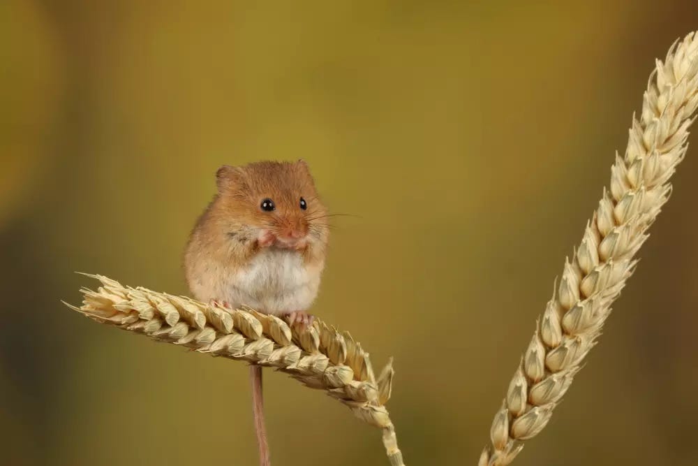 A photograph of a harvest mouse. It is golden coloured, with a white tummy. The mouse is so small, it is sitting comfortably on an ear of wild grass seeds. It is holding something in its forepaws and munching on it. It has two little black eyes. It is one of the most beautiful things.