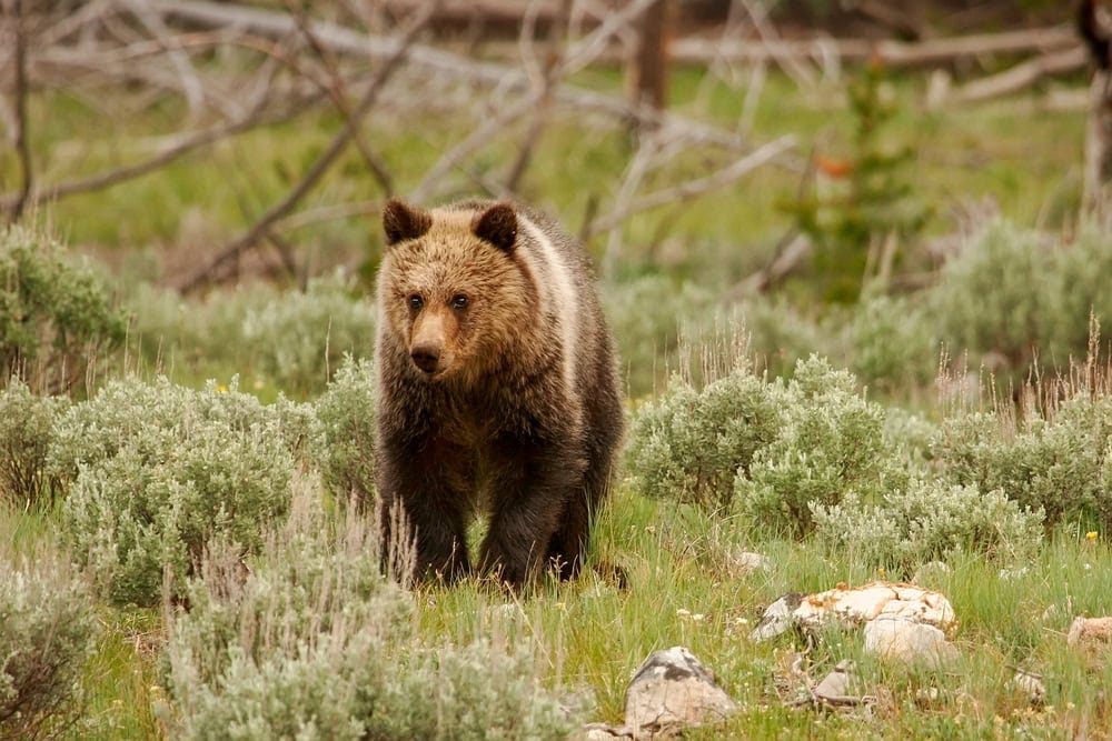 Young Grizzly bear in Yellowstone National Park, Wyoming.