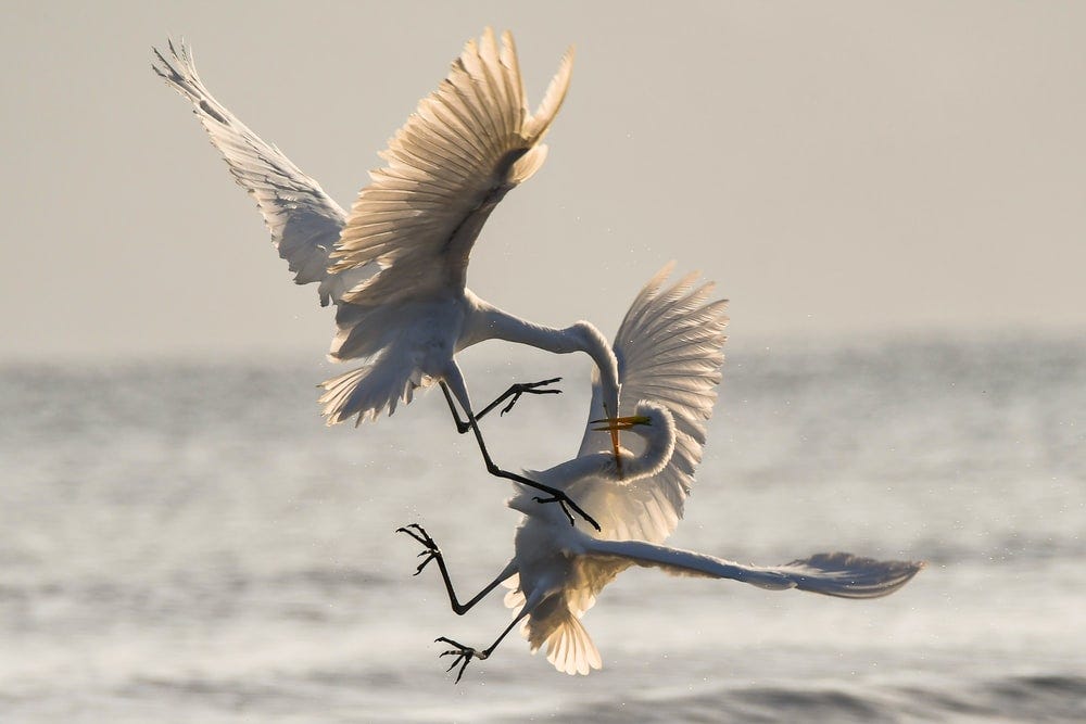 Two birds fighting with each other in the air.