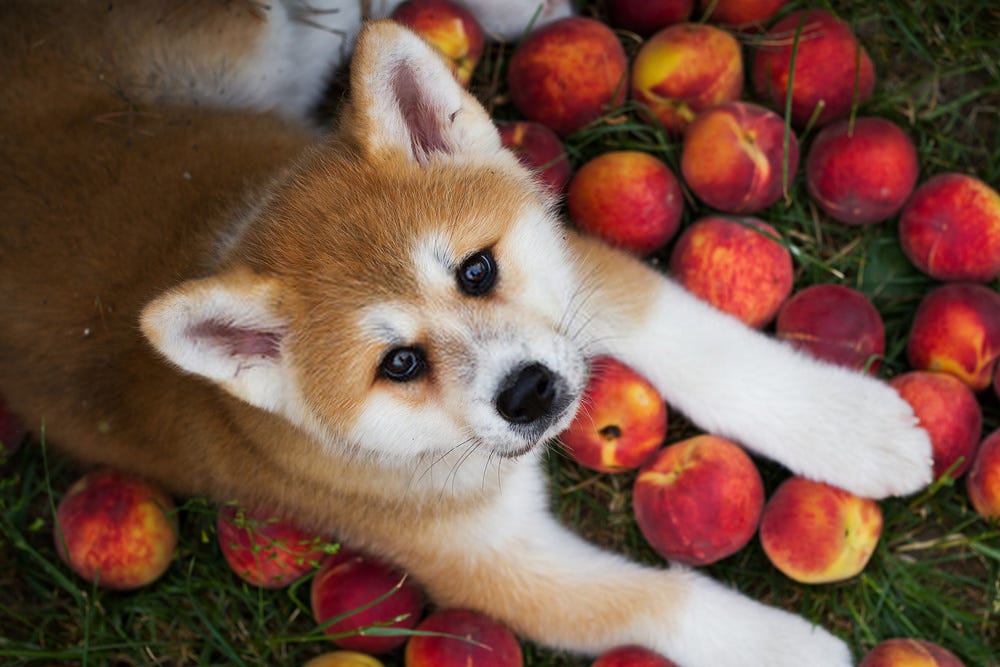 Can Dogs Have Peaches? - 2 Answers