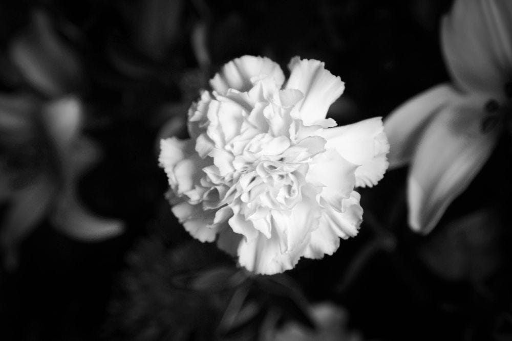 Carnation