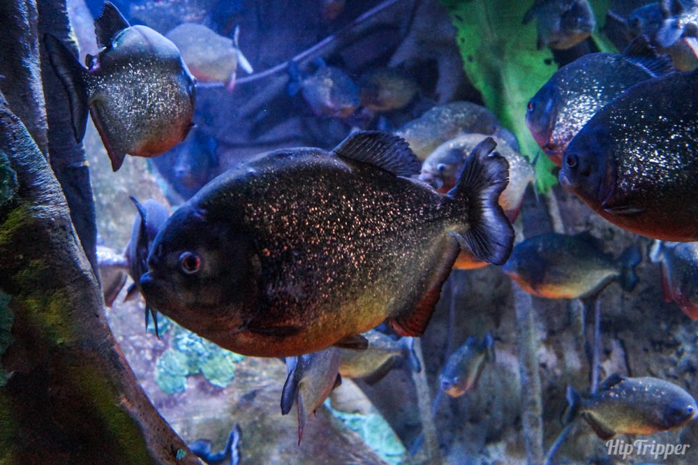 Piranha Fish at the Ripley's Aquarium of Canada