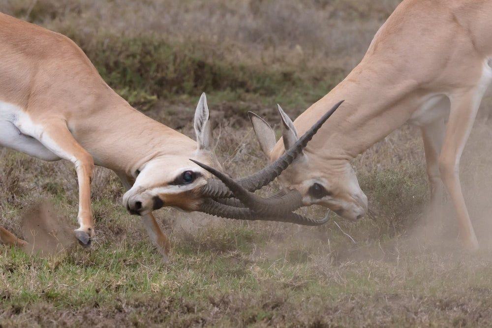 Two antelopes fighting with their horns against each other’s head.